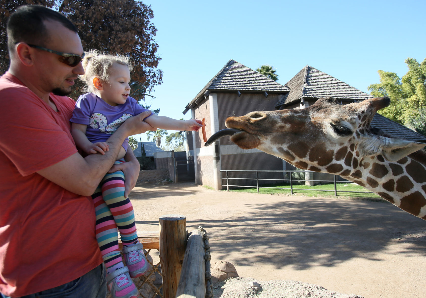 Denver the giraffe